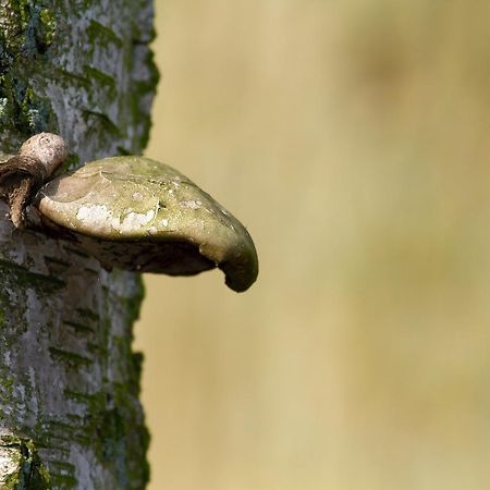 Hotel Eetcafe De Roskam Zundert Bagian luar foto
